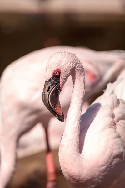 Roze mindere flamingo, Phoeniconaias minor — Stockfoto