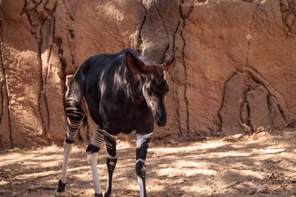 Okapi, Okapia Ruwenzorornis, leven in het tropisch regenwoud — Stockfoto