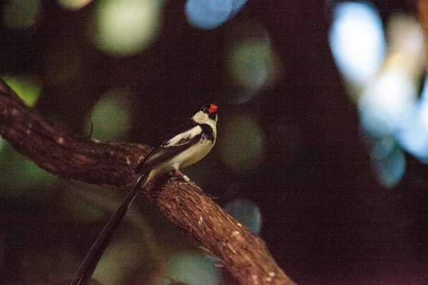 PIN-tailed Whydah pássaro Vidua macroura — Fotografia de Stock