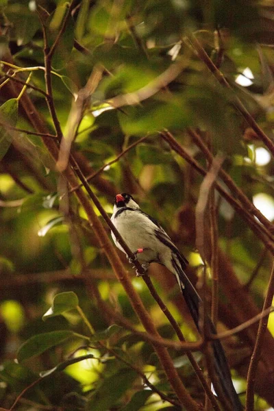 Pin-coda Whydah uccello Vidua macroura — Foto Stock