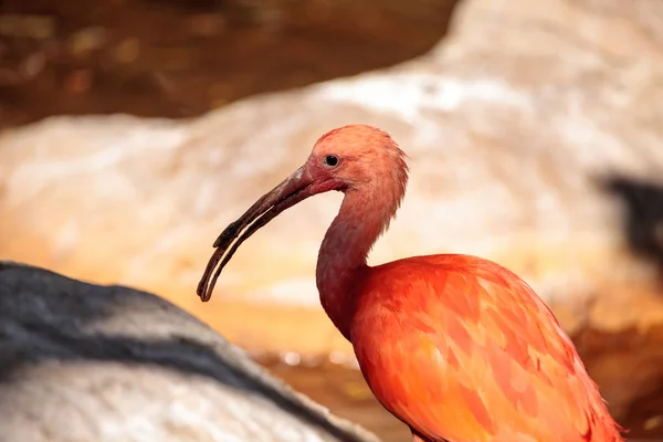 Scarlet ibis zvané Eudocimus ruber — Stock fotografie