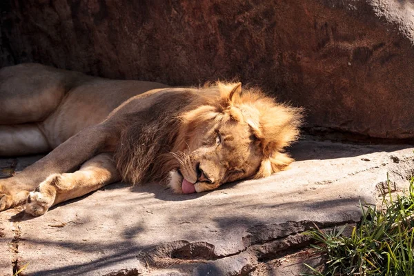 Leão africano macho Panthera leo — Fotografia de Stock