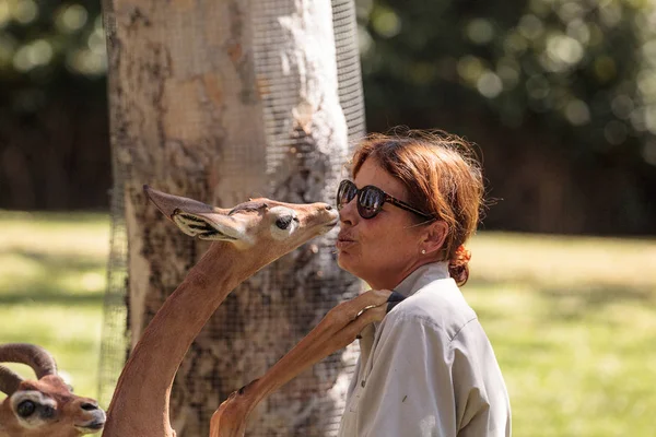 Southern Gerenuk gives a member of the San Diego Zoo Safari park — Stock Photo, Image