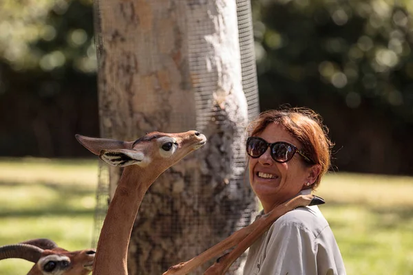 Southern Gerenuk gives a member of the San Diego Zoo Safari park — Stock Photo, Image