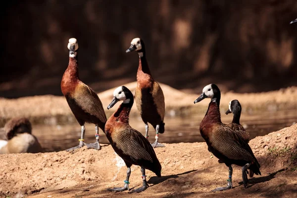 Pato assobiador de cara branca chamado Dendrocygna viduata — Fotografia de Stock