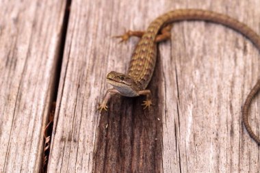 Güney timsah kertenkele Elgaria multicarinata