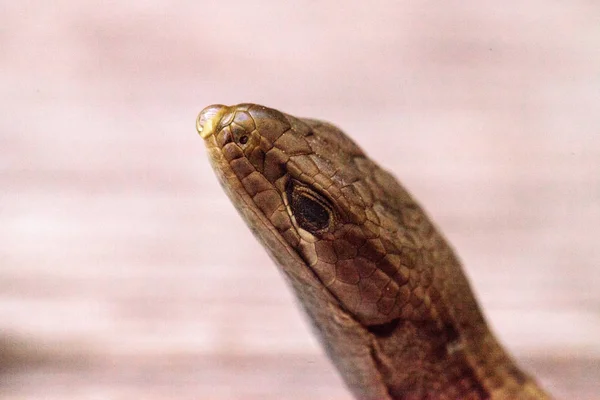 Southern Alligator lizard Elgaria multicarinata — Stock Photo, Image