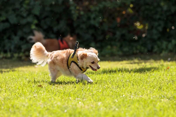 Pequeño perro de raza mixta Chihuahua rubio — Foto de Stock