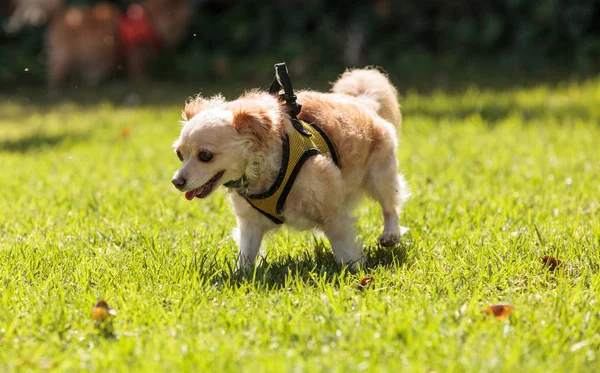 Pequeño perro de raza mixta Chihuahua rubio —  Fotos de Stock