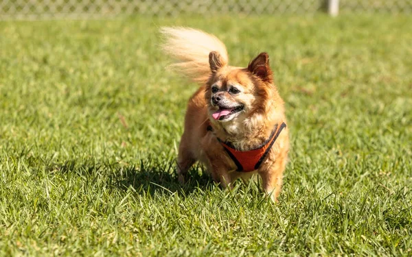 Küçük sarışın Chihuahua karışık doğurmak köpek — Stok fotoğraf