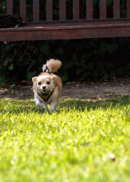 Küçük sarışın Chihuahua karışık doğurmak köpek — Stok fotoğraf