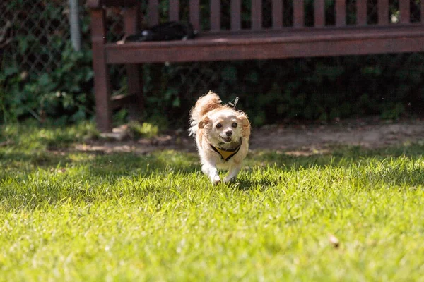 Mała blond psa mieszaniec Chihuahua — Zdjęcie stockowe