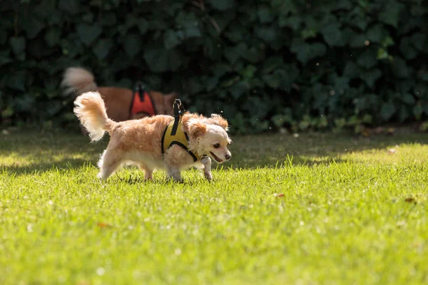 Pequeño perro de raza mixta Chihuahua rubio — Foto de Stock