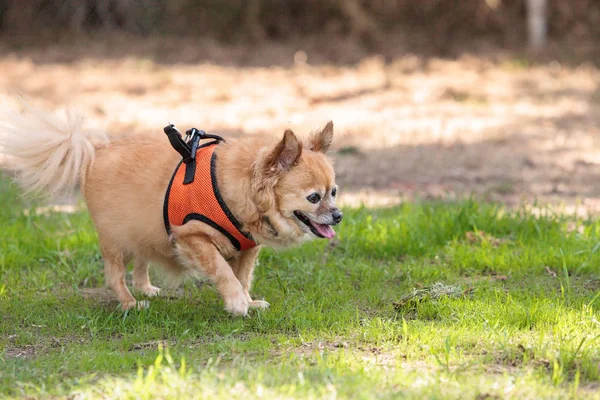 Küçük sarışın Chihuahua karışık doğurmak köpek — Stok fotoğraf