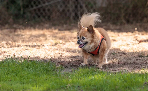 Mała blond psa mieszaniec Chihuahua — Zdjęcie stockowe