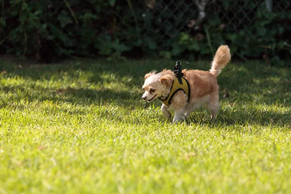 Mała blond psa mieszaniec Chihuahua — Zdjęcie stockowe