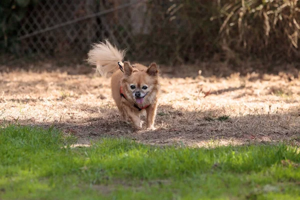 Malá blonďatá kříženec pes Chihuahua — Stock fotografie