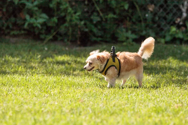 Small blond Chihuahua mixed breed dog — Stock Photo, Image