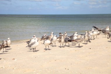 Kraliyet sumru Thalasseus maximus martılar gülen bir sürü arasında