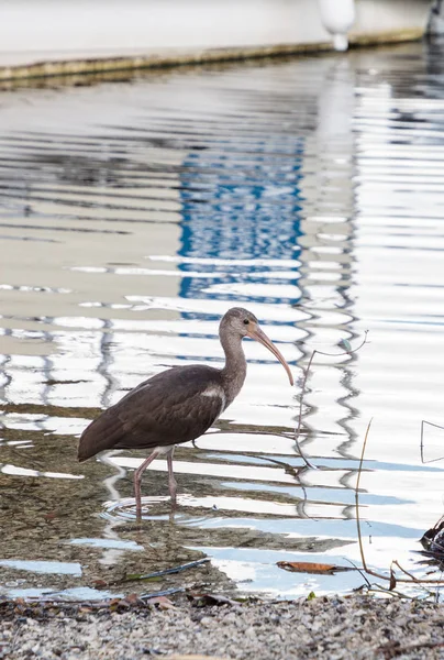 Junger brauner amerikanischer weißer Ibis eudocimus albus — Stockfoto