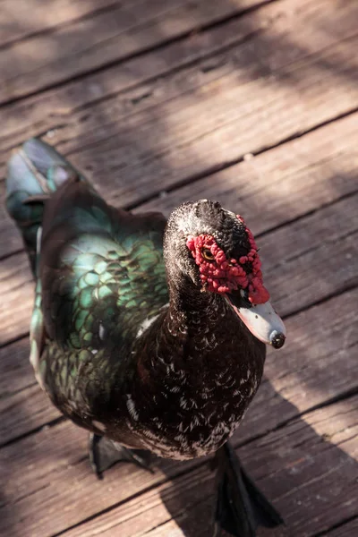 Berberské kachny cairina moschata — Stock fotografie