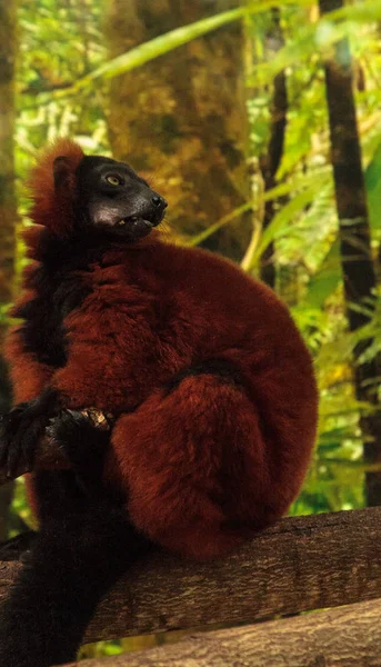 Red Ruffed lemur Varecia rubra appollaiati su un albero — Foto Stock
