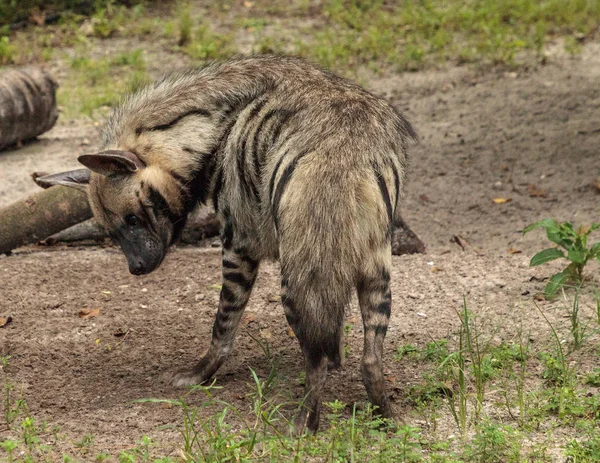 Hyène rayée appelée Hyaena hyaena — Photo