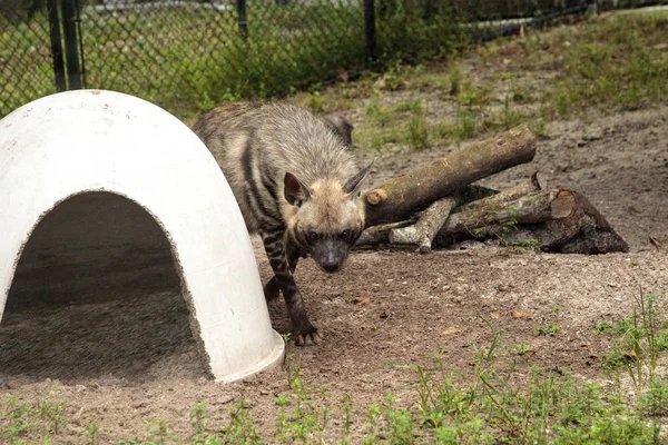 Hyena bergaris yang disebut Hyaena hyaena — Stok Foto