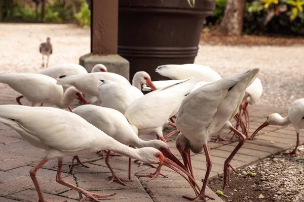 Ibis blanco americano Eudocimus albus aves — Foto de Stock