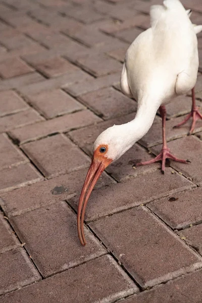 Amerikanischer weißer Ibis eudocimus albus — Stockfoto