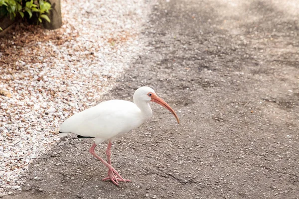 Amerikanischer weißer Ibis eudocimus albus — Stockfoto