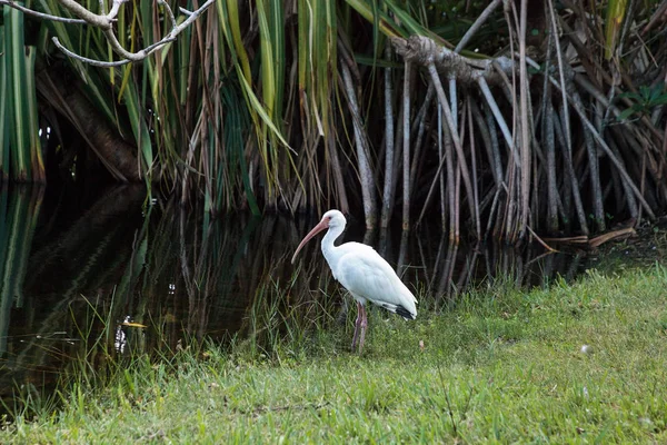 Ibis blanc Eudocimus albus oiseaux — Photo