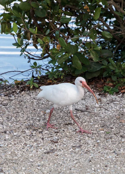 Amerikanischer weißer Ibis eudocimus albus — Stockfoto