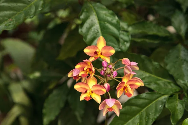 Żółte i czerwone moth orchidei Phalaenopsis kwiaty — Zdjęcie stockowe