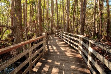 Tirbuşon bataklık Sanctuary Napoli'de Boardwalk yolda