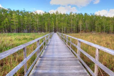 Tirbuşon bataklık Sanctuary Napoli'de Boardwalk yolda