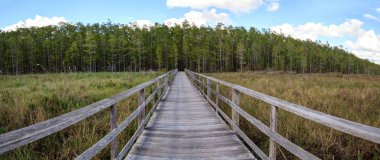 Tirbuşon bataklık Sanctuary Naples, Florida, sahil yolu