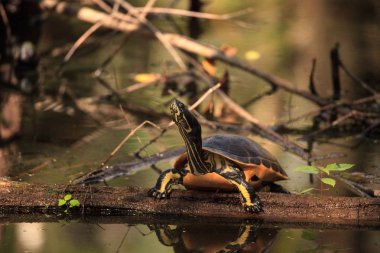 Florida redbelly kaplumbağa Pseudemys nelson bir selvi lo oturuyor