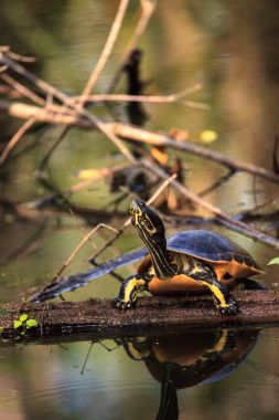 Florida redbelly kaplumbağa Pseudemys nelson bir selvi lo oturuyor