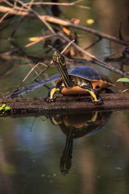 Florida redbelly kaplumbağa Pseudemys nelson bir selvi lo oturuyor
