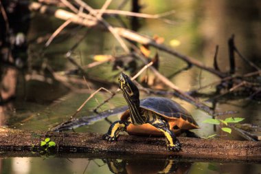 Florida redbelly kaplumbağa Pseudemys nelson bir selvi lo oturuyor