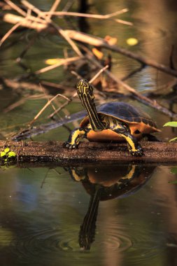 Florida redbelly kaplumbağa Pseudemys nelson bir selvi lo oturuyor