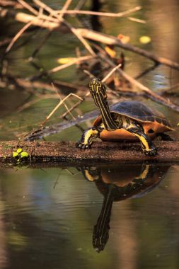 Florida redbelly kaplumbağa Pseudemys nelson bir selvi lo oturuyor