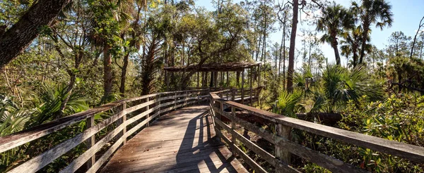 Bänk på en strandpromenad och har utsikt över våtmarker i Corkscrew Swamp — Stockfoto