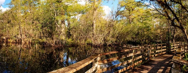 Boardwalk sökväg på Corkscrew Swamp Sanctuary i Neapel — Stockfoto