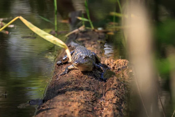 Amerikanischer Alligator mississippiensis — Stockfoto