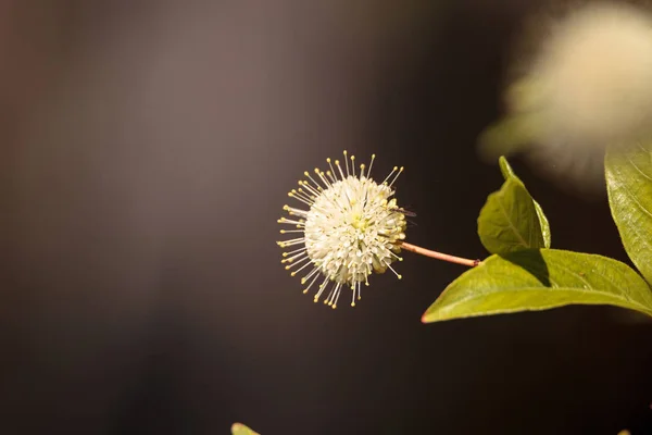 Weiße Blume auf Knoblauchpflanze cephalanthus occidentalis — Stockfoto