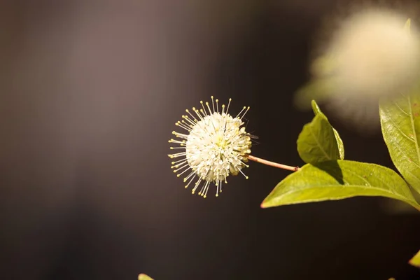 Weiße Blume auf Knoblauchpflanze cephalanthus occidentalis — Stockfoto