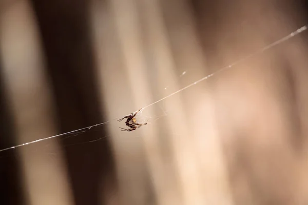 Araña Argiope negra y amarilla Argiope aurantia — Foto de Stock