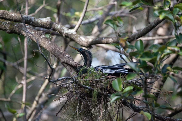 Női Anhinga madár Anhinga anhinga teszi a fészek — Stock Fotó